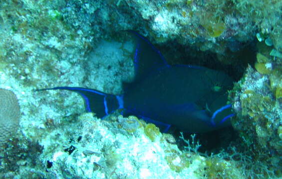 Image of Triggerfish