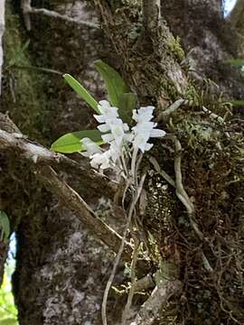 Image of Mystacidium brayboniae Summerh.