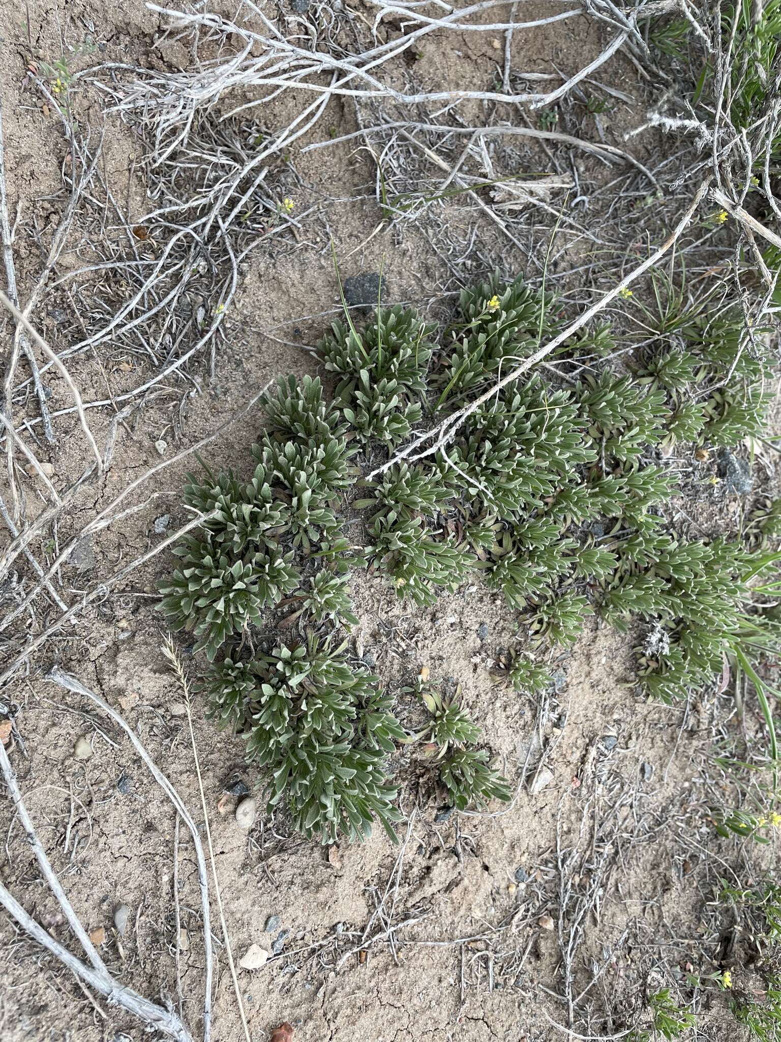 Слика од Penstemon yampaensis Penland