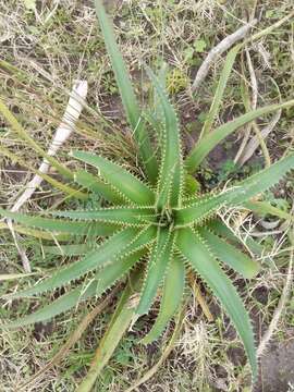 Image de Eryngium eburneum Decne.