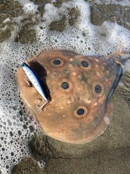 Image of Common Torpedo Ray