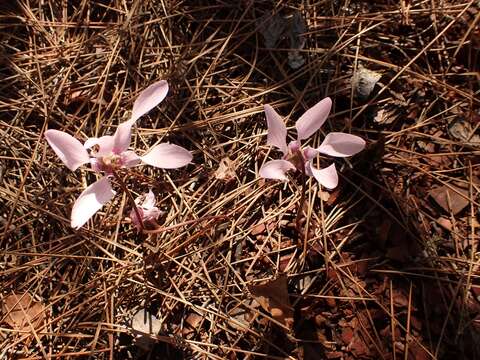 Image of Cyclamen graecum subsp. anatolicum J. H. Ietswaart