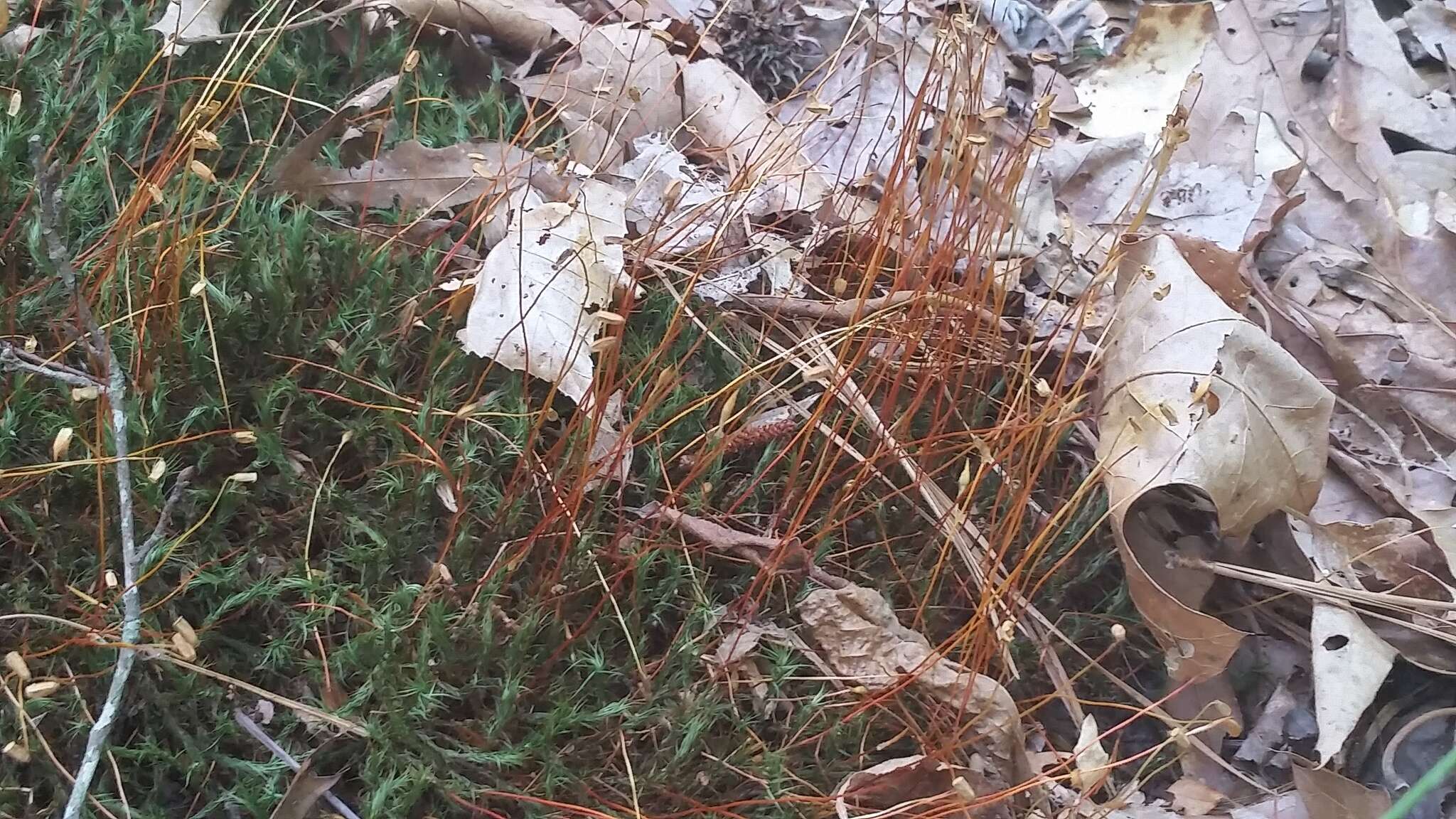 Image of Polytrichastrum ohioense G. L. Smith 1971