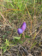 Image of closed bottle gentian