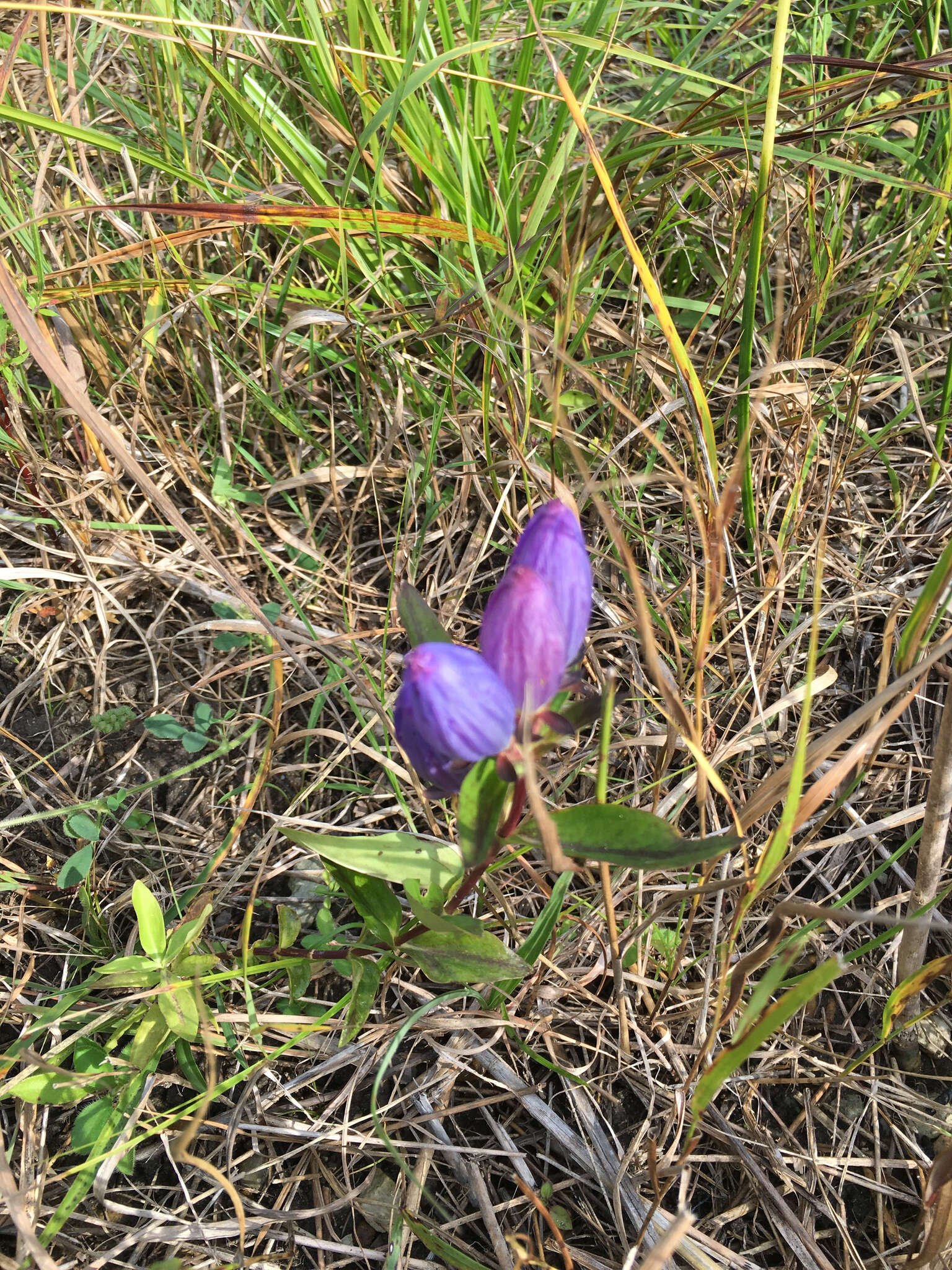 Image de Gentiana andrewsii Griseb.