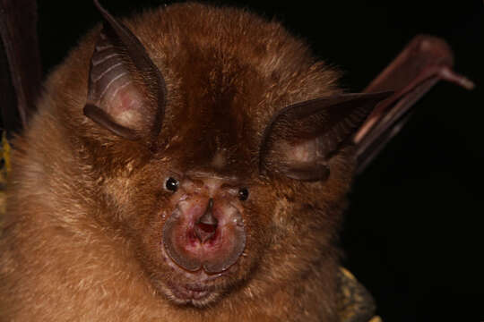 Image of Greater Horseshoe Bat