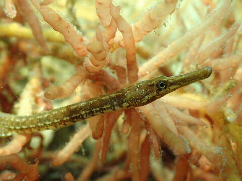 Image of Lesser Pipefish