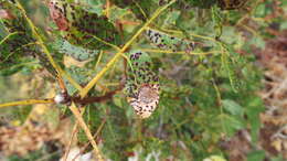 Plancia ëd Pileolaria terebinthi (DC.) Castagne 1842