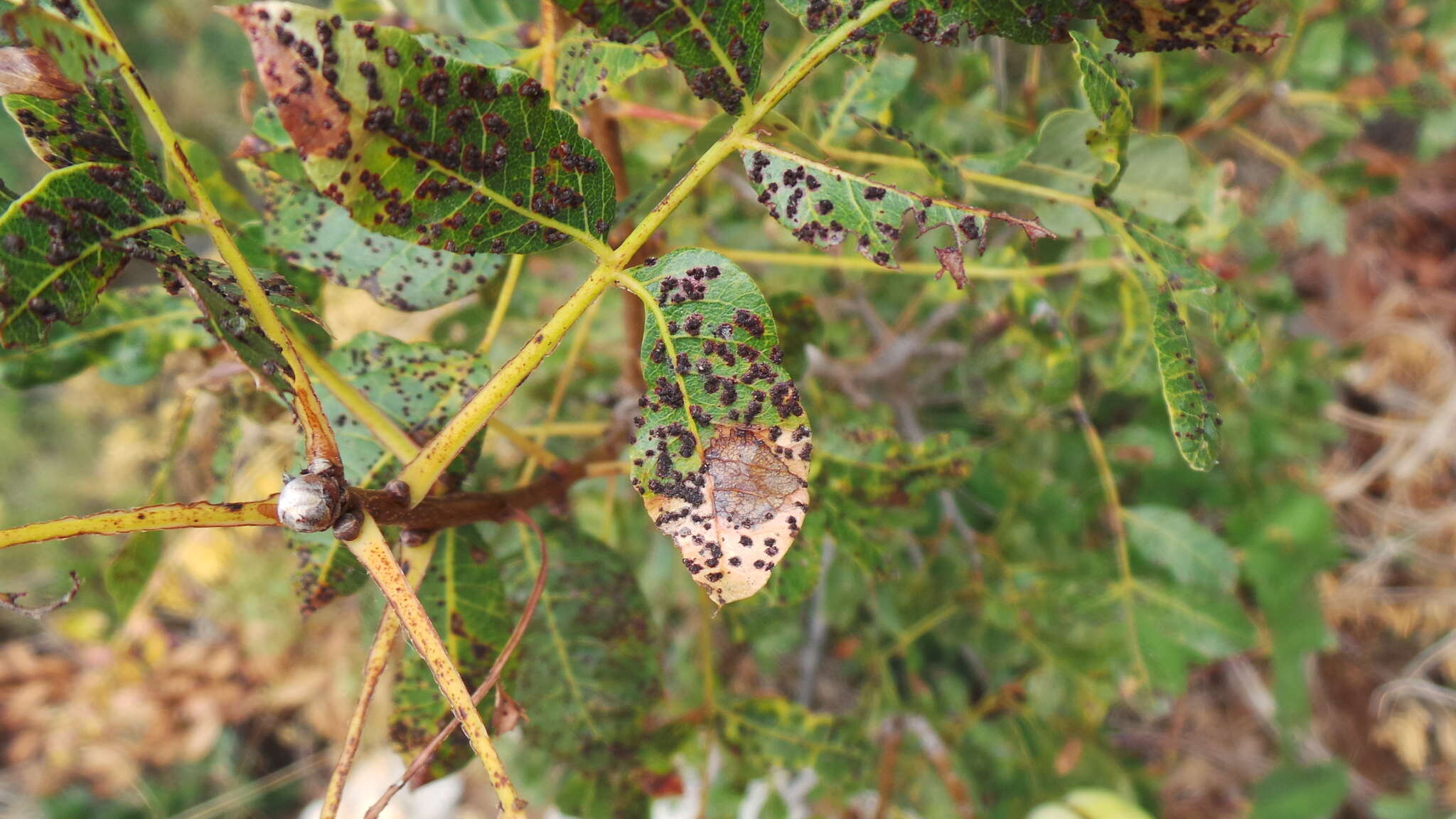 Image of Pileolaria terebinthi (DC.) Castagne 1842