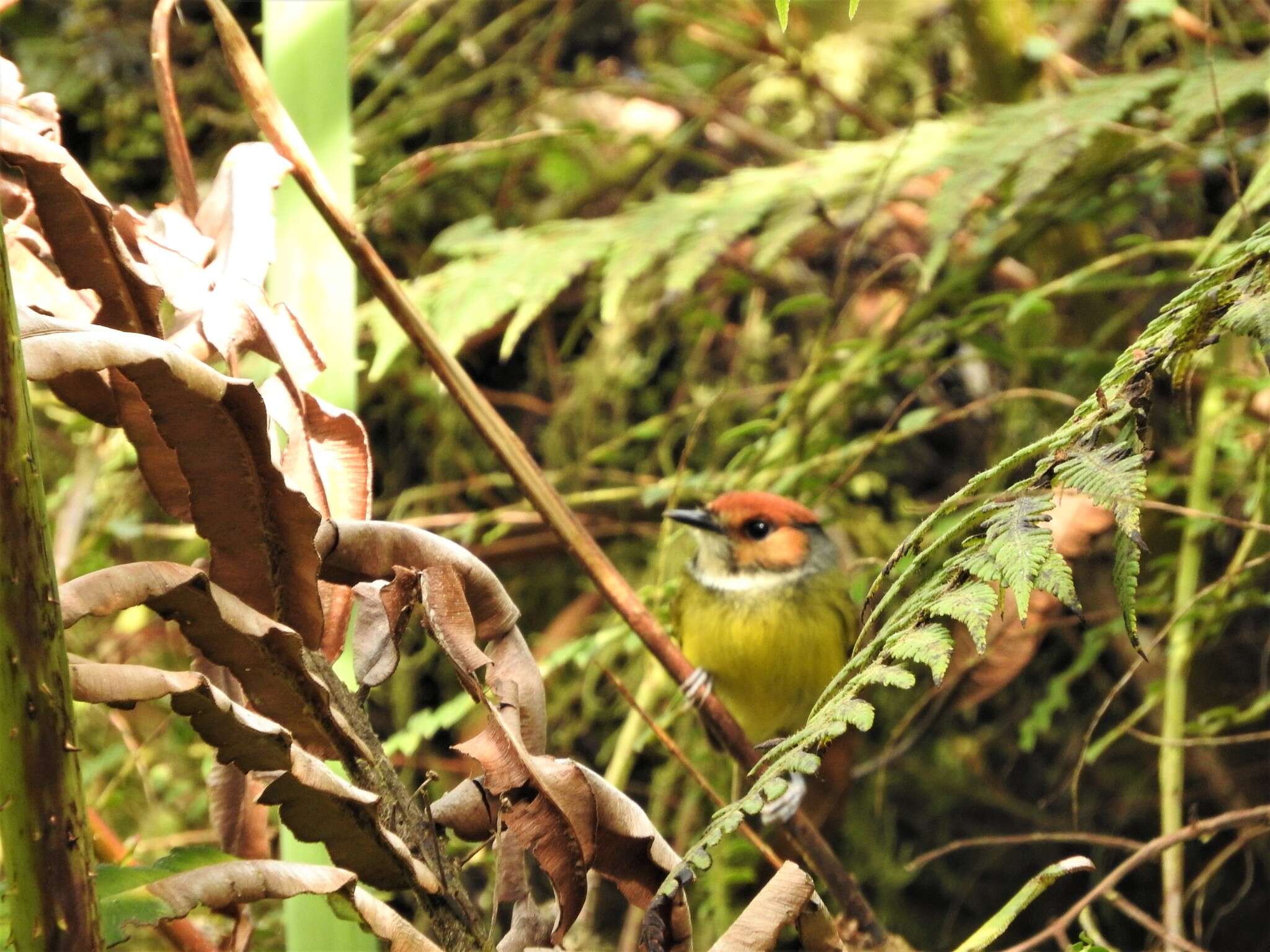 Image of Rufous-crowned Tody-Flycatcher