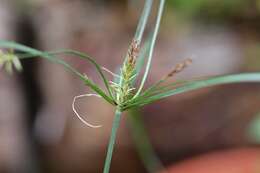 Слика од Cyperus hermaphroditus (Jacq.) Standl.