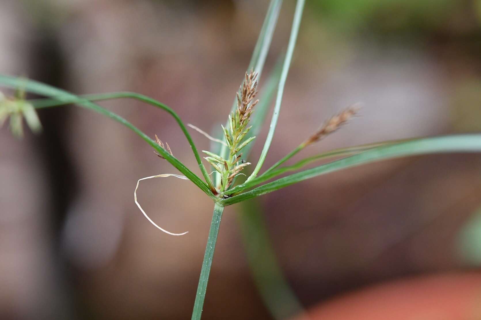 Слика од Cyperus hermaphroditus (Jacq.) Standl.