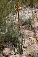 Image of Aloe modesta Reynolds