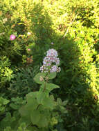 Image of white meadowsweet