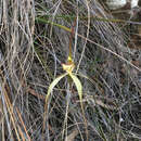 Caladenia echidnachila Nicholls的圖片