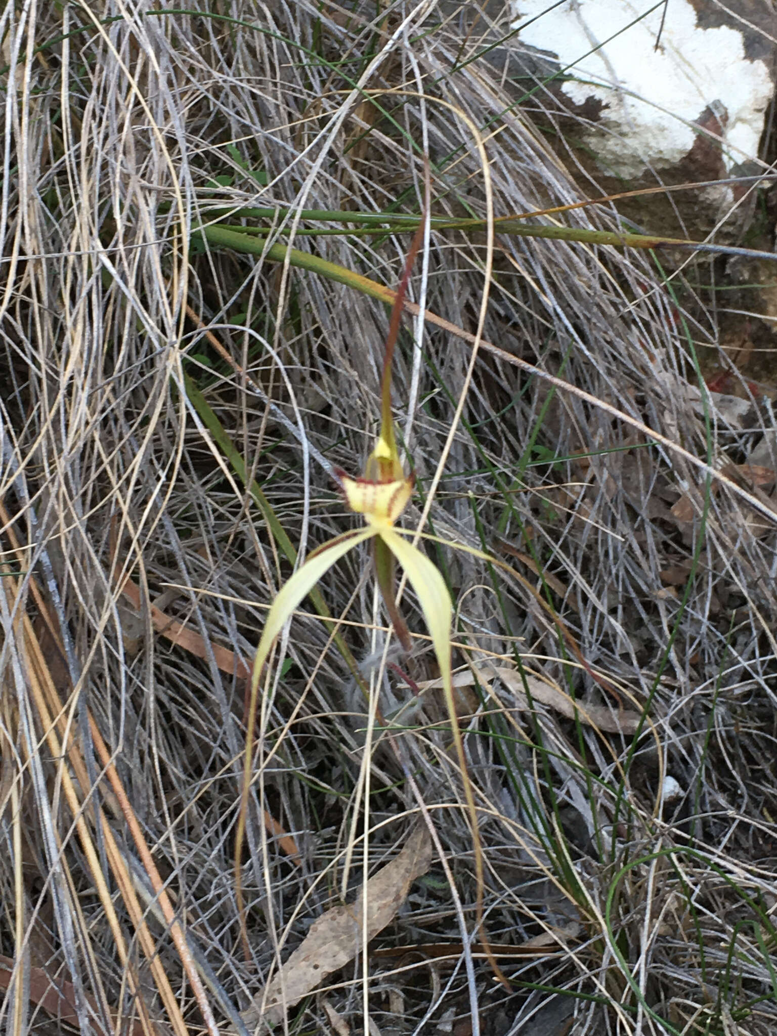 Image of Fawn spider orchid