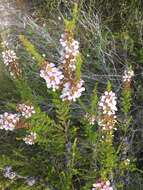 Sivun Leptospermum liversidgei R. T. Baker & H. G. Smith kuva