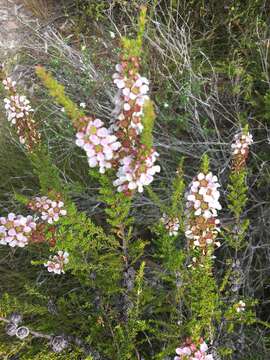 Sivun Leptospermum liversidgei R. T. Baker & H. G. Smith kuva