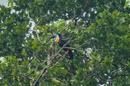 Sivun Ramphastos vitellinus vitellinus Lichtenstein & Mhk 1823 kuva