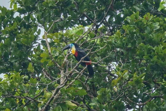 Ramphastos vitellinus vitellinus Lichtenstein & Mhk 1823的圖片