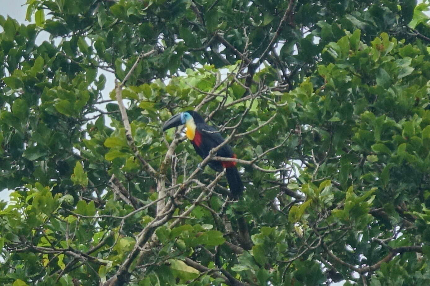 Sivun Ramphastos vitellinus vitellinus Lichtenstein & Mhk 1823 kuva