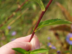 Image de Symphyotrichum puniceum (L.) A. Löve & D. Löve