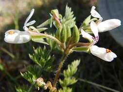 Image of Pelargonium rapaceum (L.) L'Her. ex Jacq.