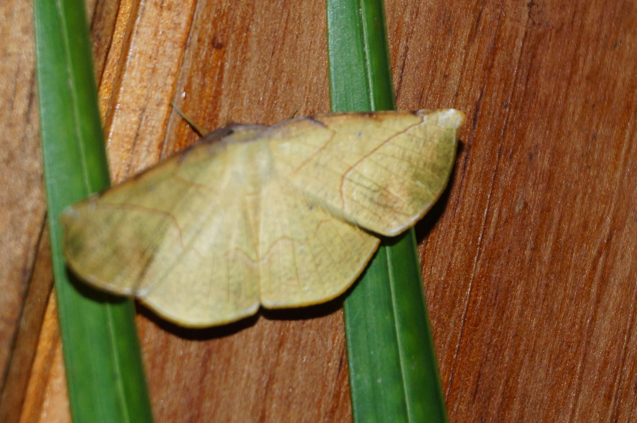 Image de Simopteryx torquataria Walker 1860