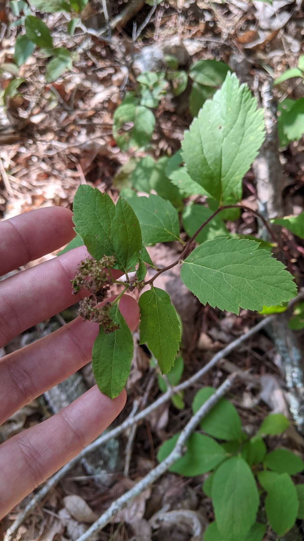 Image of Spiraea corymbosa