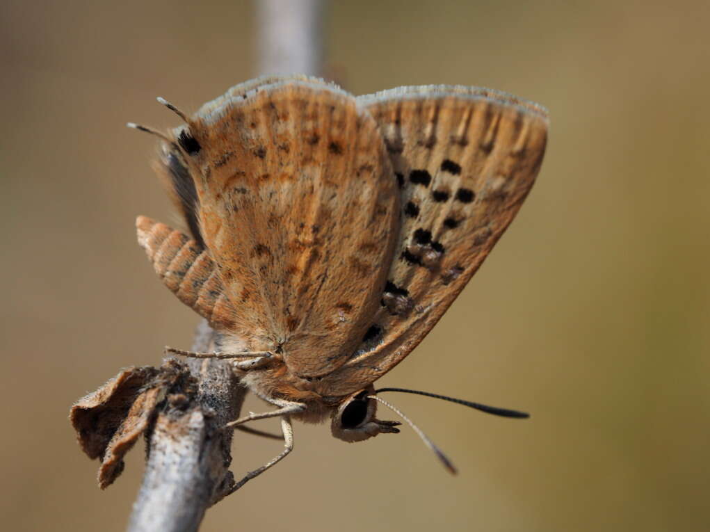 صورة Crudaria