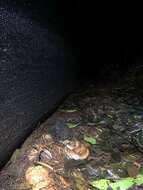 صورة Bothrocophias microphthalmus (Cope 1875)