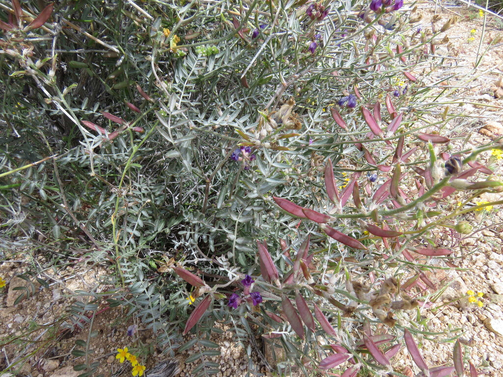 Image de Astragalus bernardinus M. E. Jones.