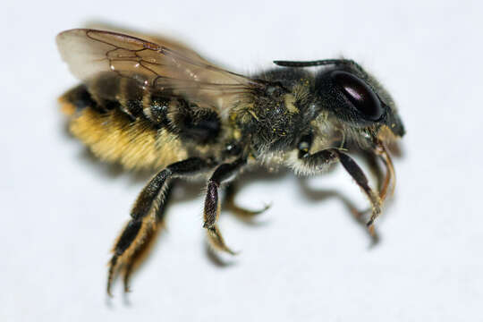 Image of Leafcutter bee