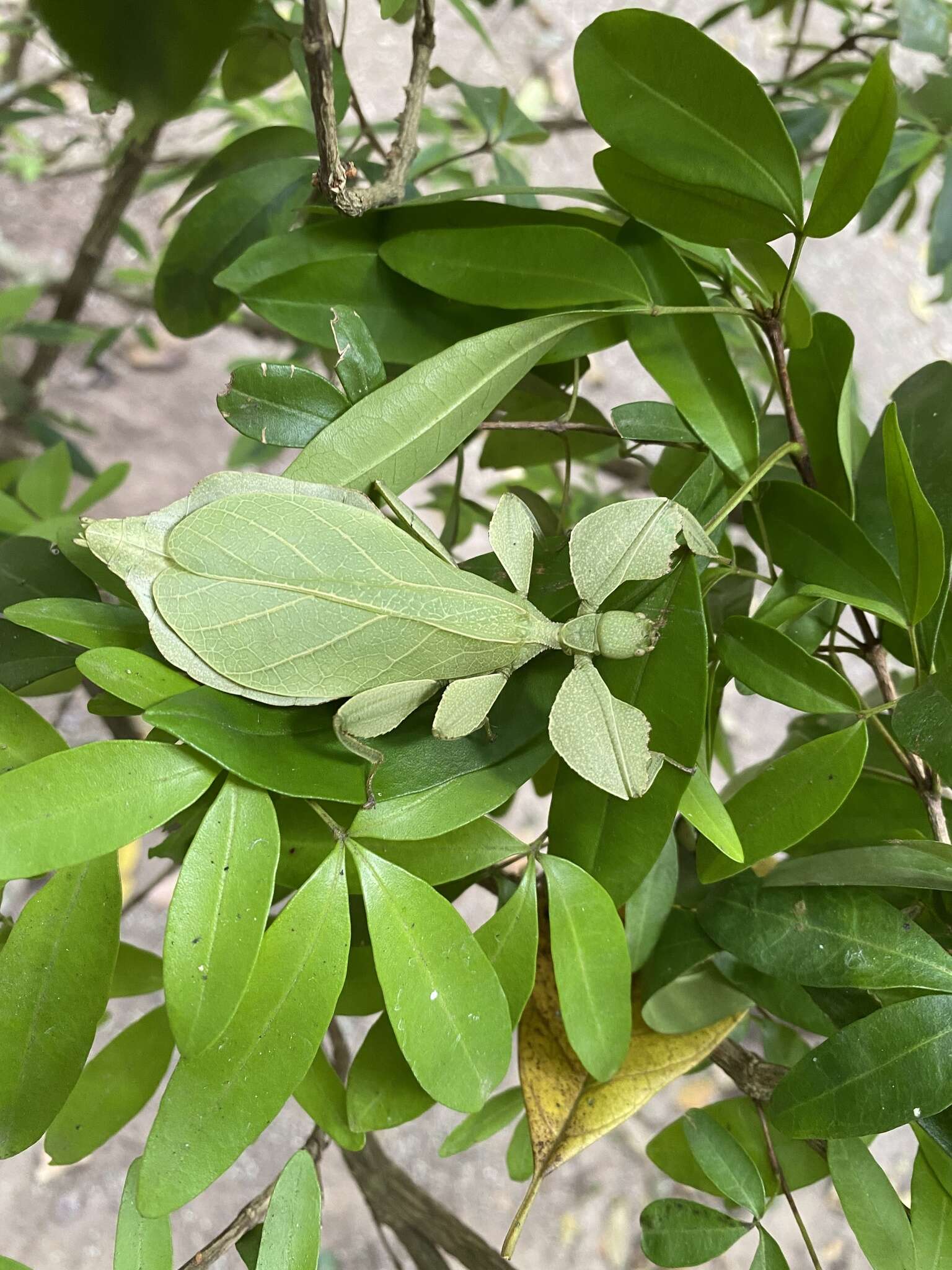 Image of Cryptophyllium westwoodii