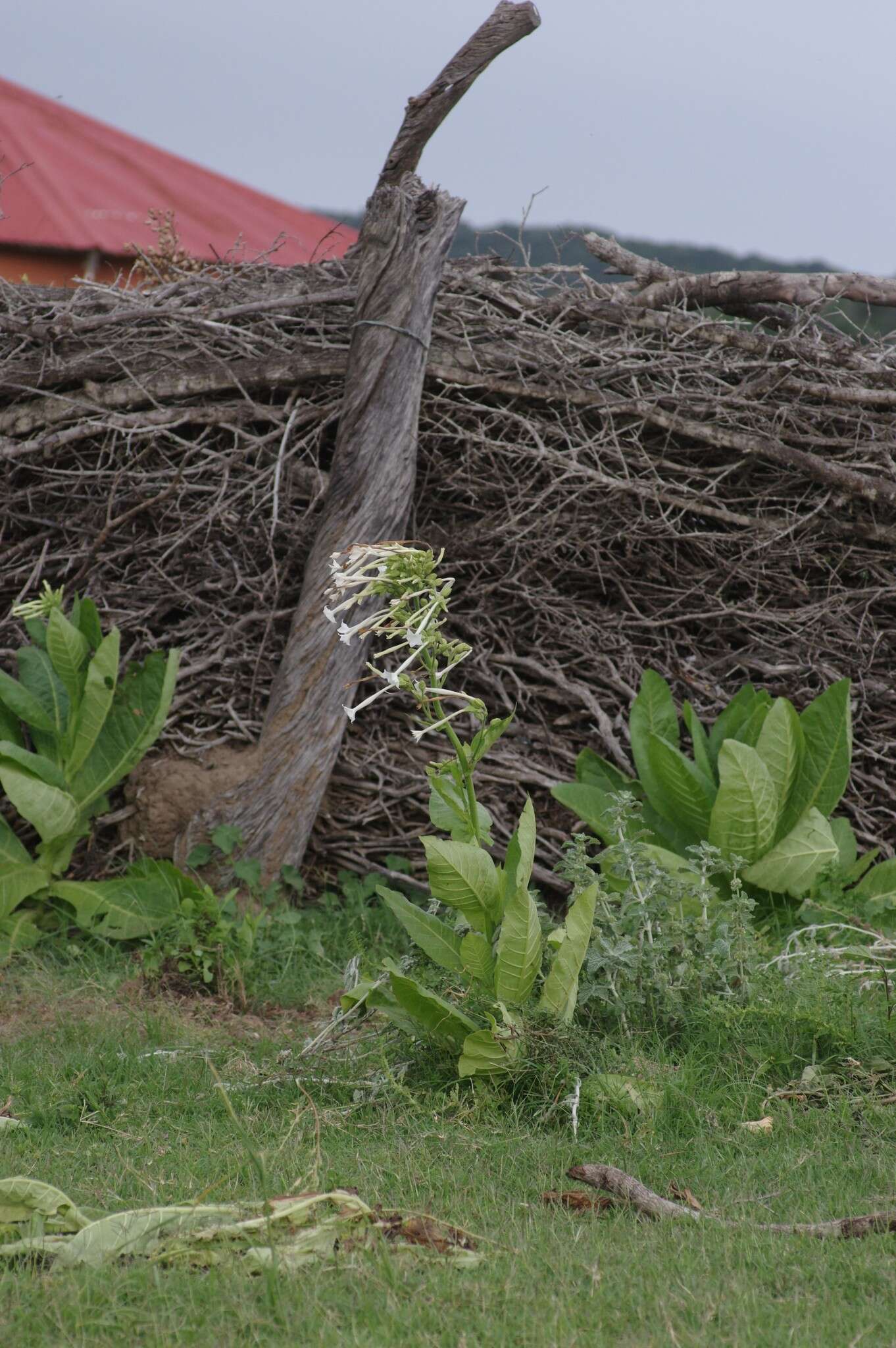 Image of South American tobacco