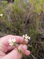 Image of Lachnaea capitata (L.) Cr.