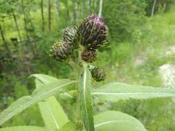 Слика од Cirsium helenioides (L.) Hill