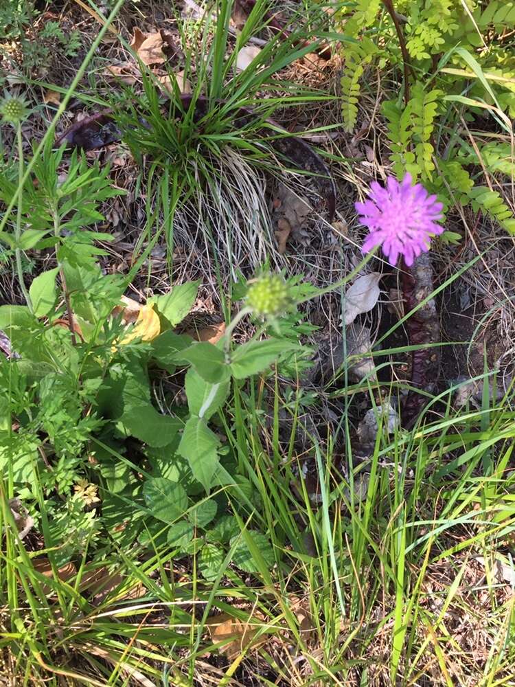 Image of Knautia drymeia Heuffel