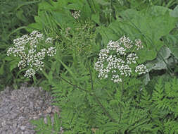 Imagem de Chaerophyllum villarsii W. D. J. Koch