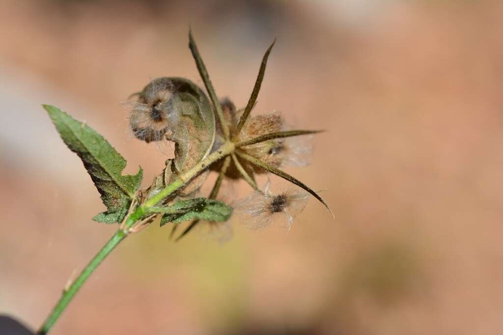 Image of Poeppig's rosemallow