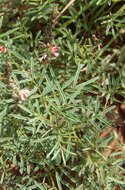 Image de Indigofera confusa Prain & Baker fil.