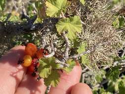 Image of Ribes tortuosum Benth.