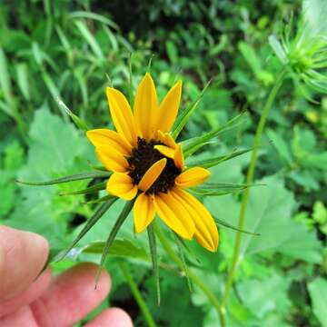 Image of cucumberleaf sunflower