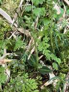 Image of Goodyera nankoensis Fukuy.