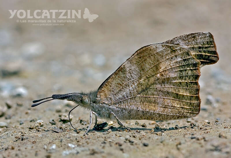 Image of Libytheana carinenta mexicana Michener 1943