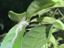 Image of Tobago Least Gecko