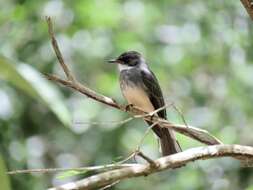 Image of Northern Fantail