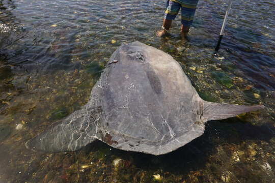 Image of Hoodwinker ocean sunfish