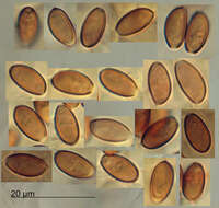 Image de Pholiotina gracilenta (Watling & G. M. Taylor) J. A. Cooper 2014