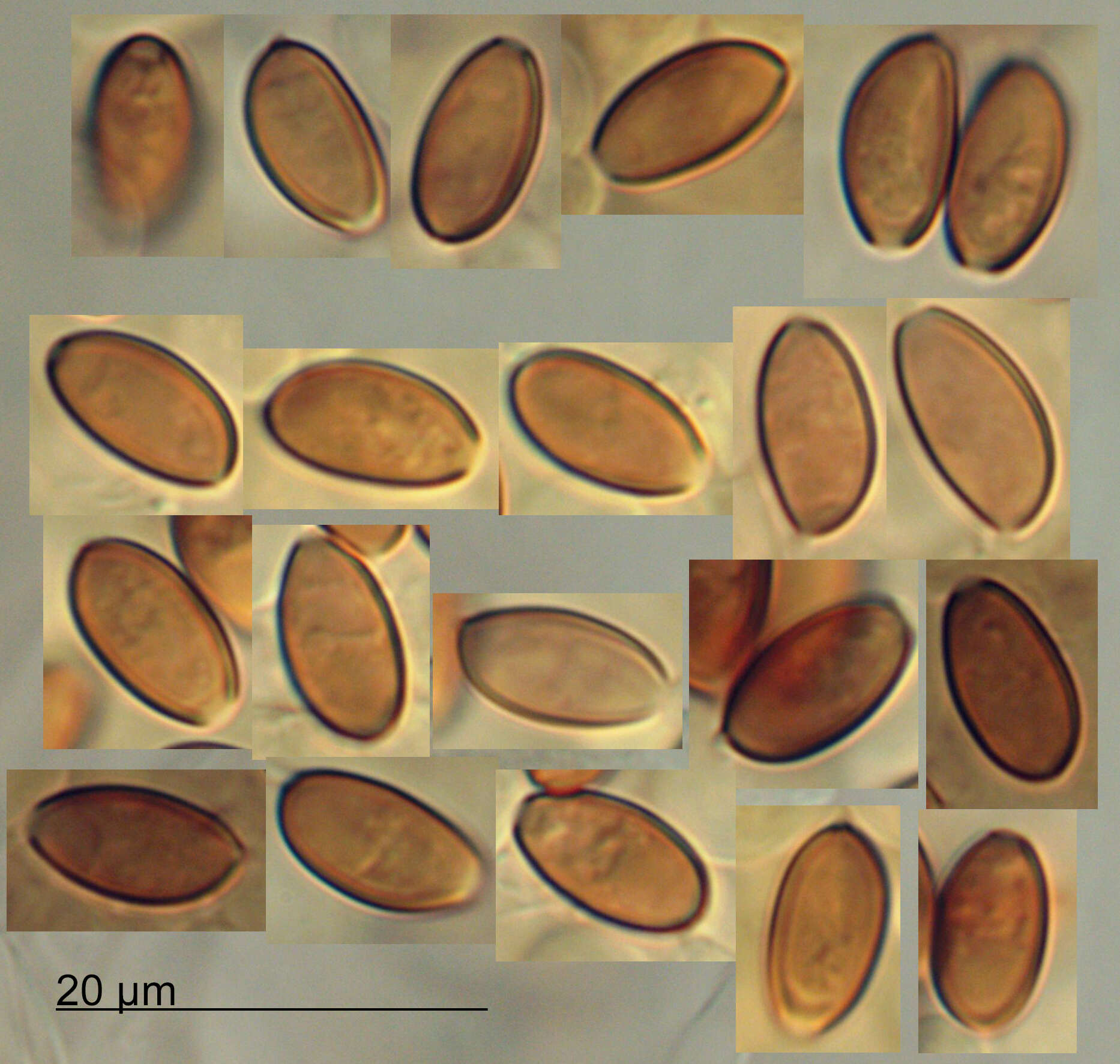 Image de Pholiotina gracilenta (Watling & G. M. Taylor) J. A. Cooper 2014